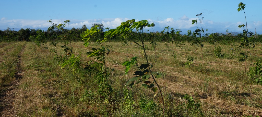 kautschukbaeume vor der ernte (c) timberfarm