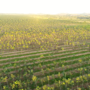 Aussicht auf Timberfarm Kautschukplantagen