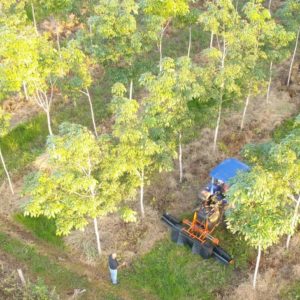 Arbeiter und Plantagenwagen von Timberfarm