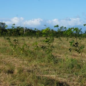 panamaischer kautschukbaum (c) timberfarm