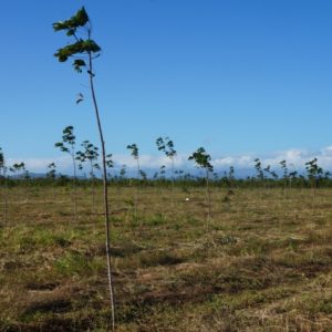 kautschukplantage in panama (c) timberfarm