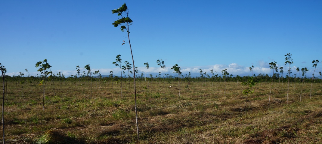 kautschukplantage in panama (c) timberfarm