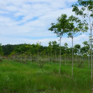 kautschukbaum aus samen (c) timberfarm