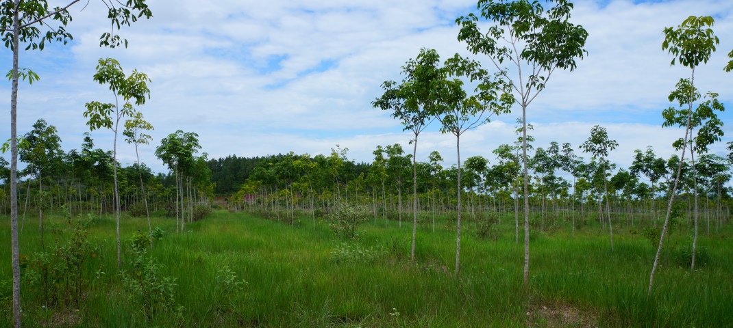 kautschukbaum aus samen (c) timberfarm