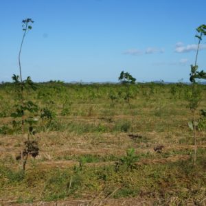 kautschukbaum gummibaum (c) timberfarm