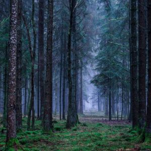 Wald stille