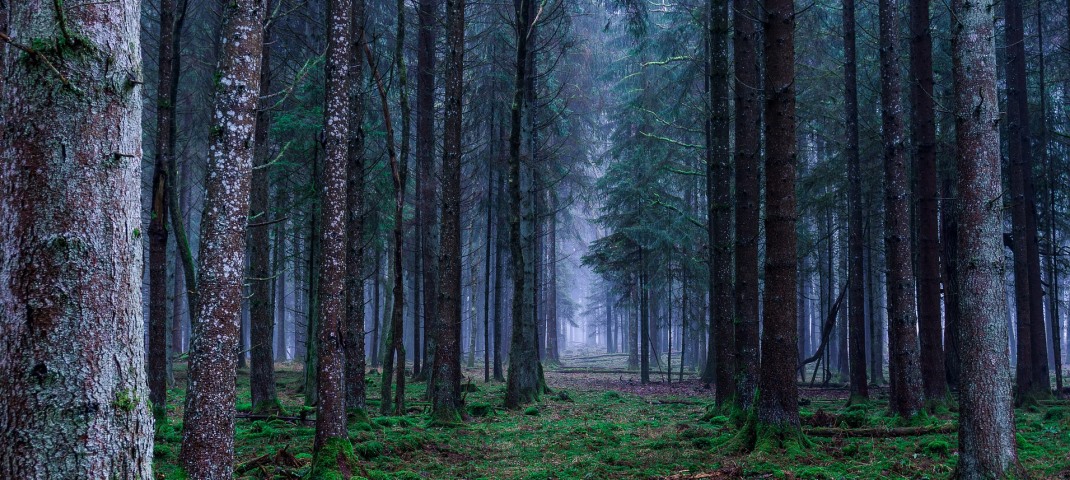 Wald stille